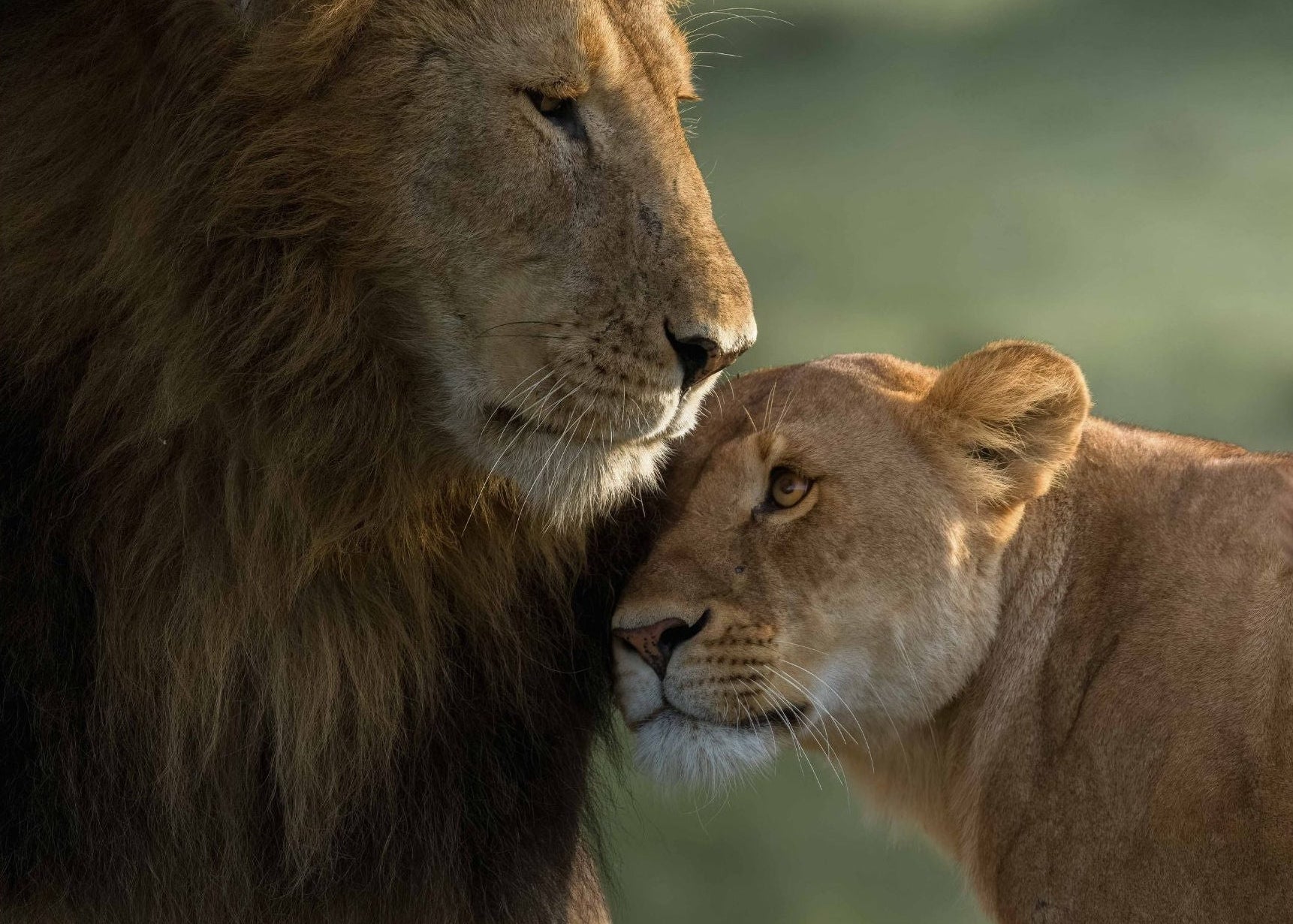 Royal Couple