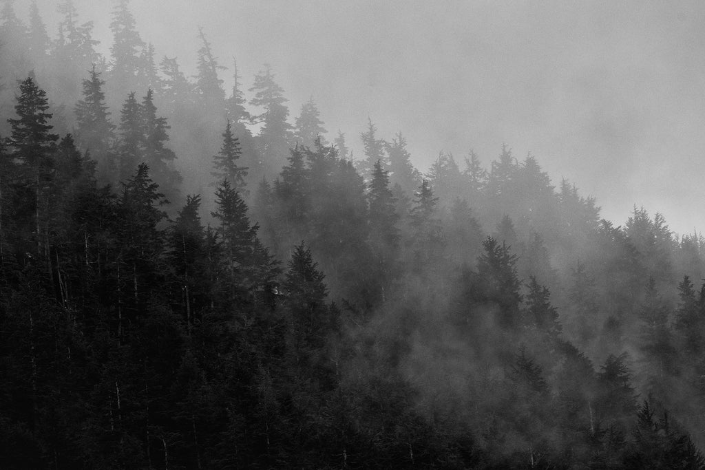 The Breath of the Forest