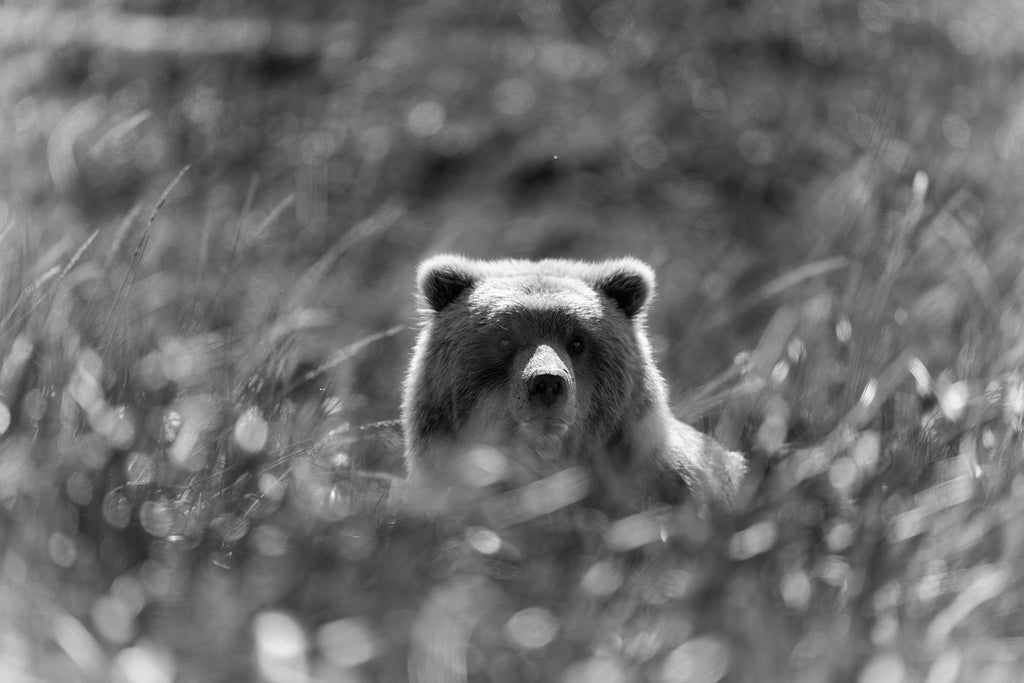 Bollywood Bear