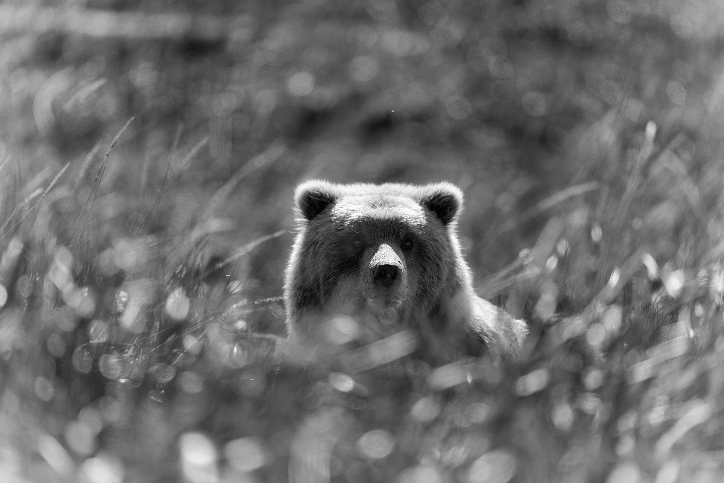 Bollywood Bear