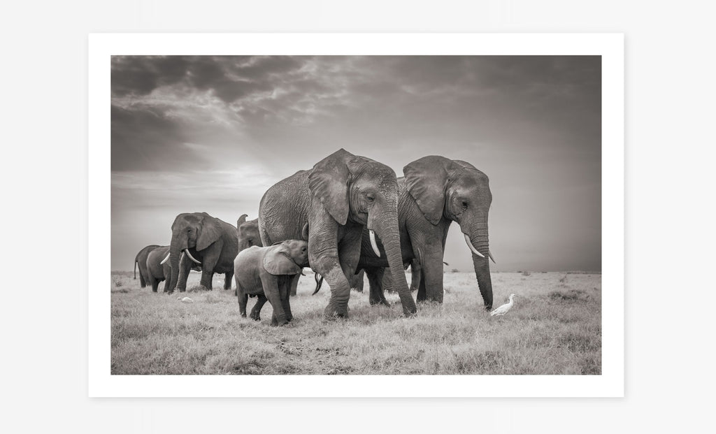 Elephant Family