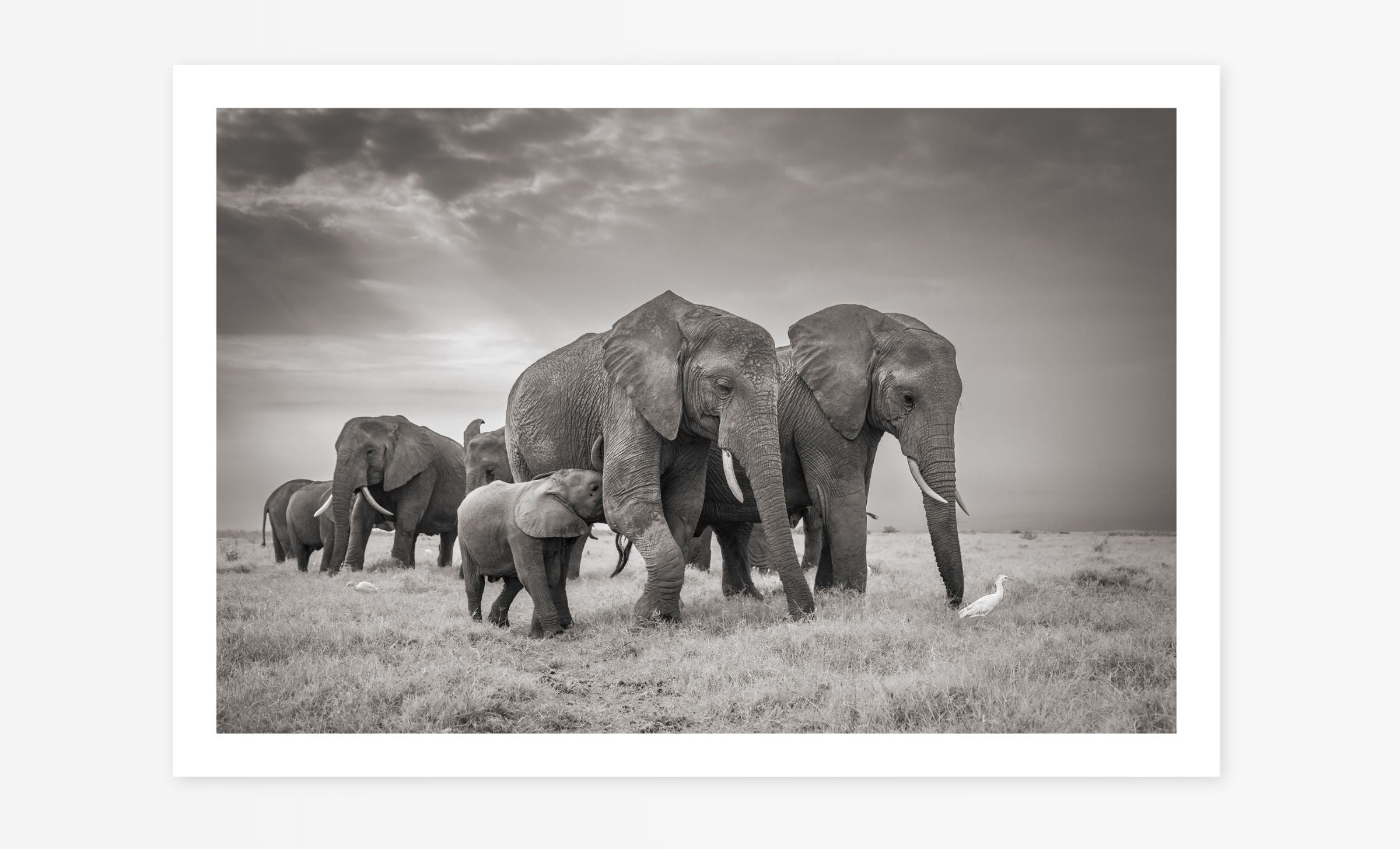 Elephant Family