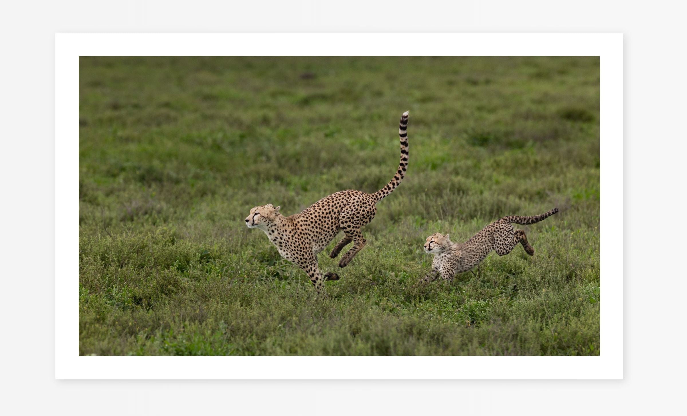 Hop, Skip and a Jump