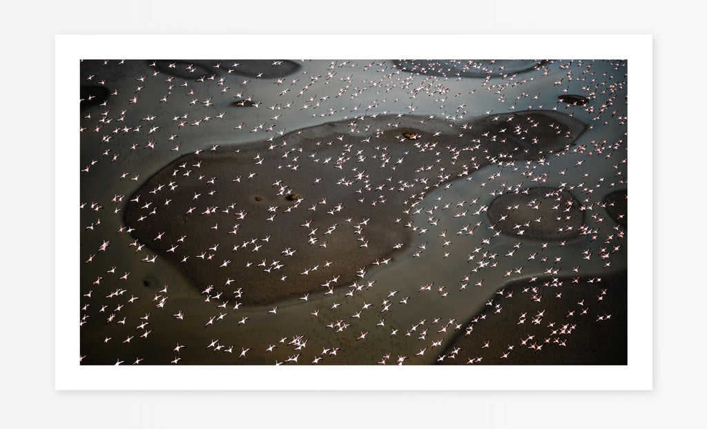 Flight of the Flamingos