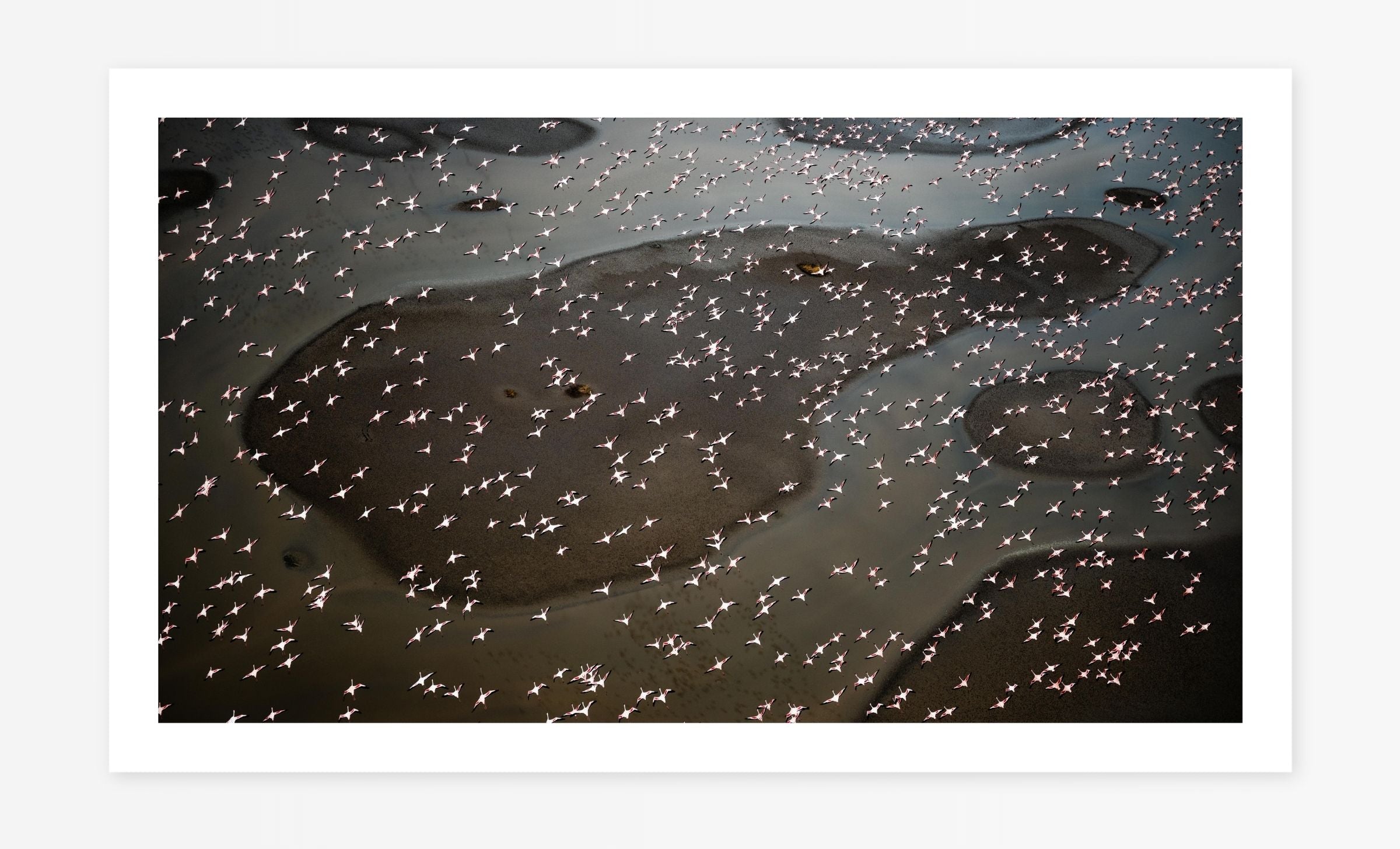 Flight of the Flamingos