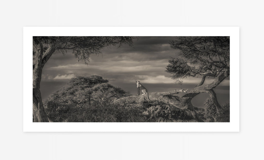 Through Amboseli Shadows