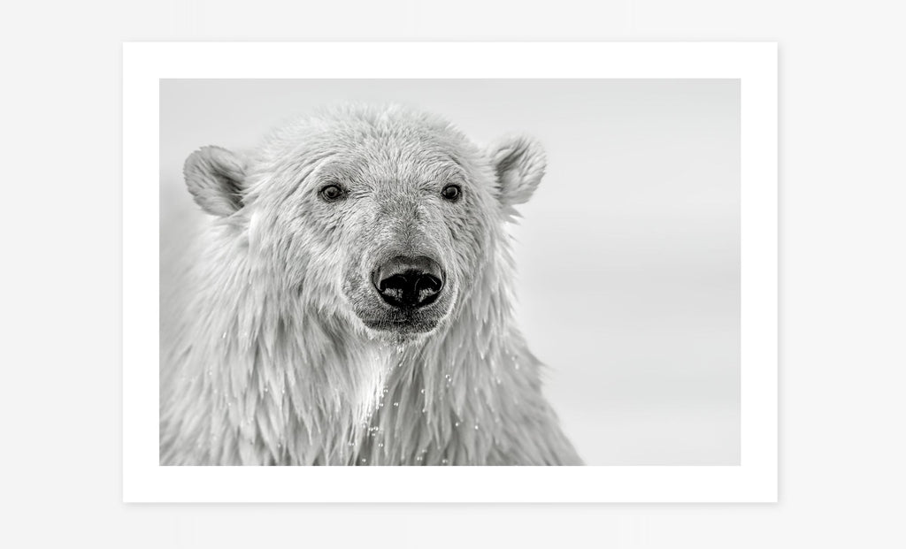 Portrait of a Bear