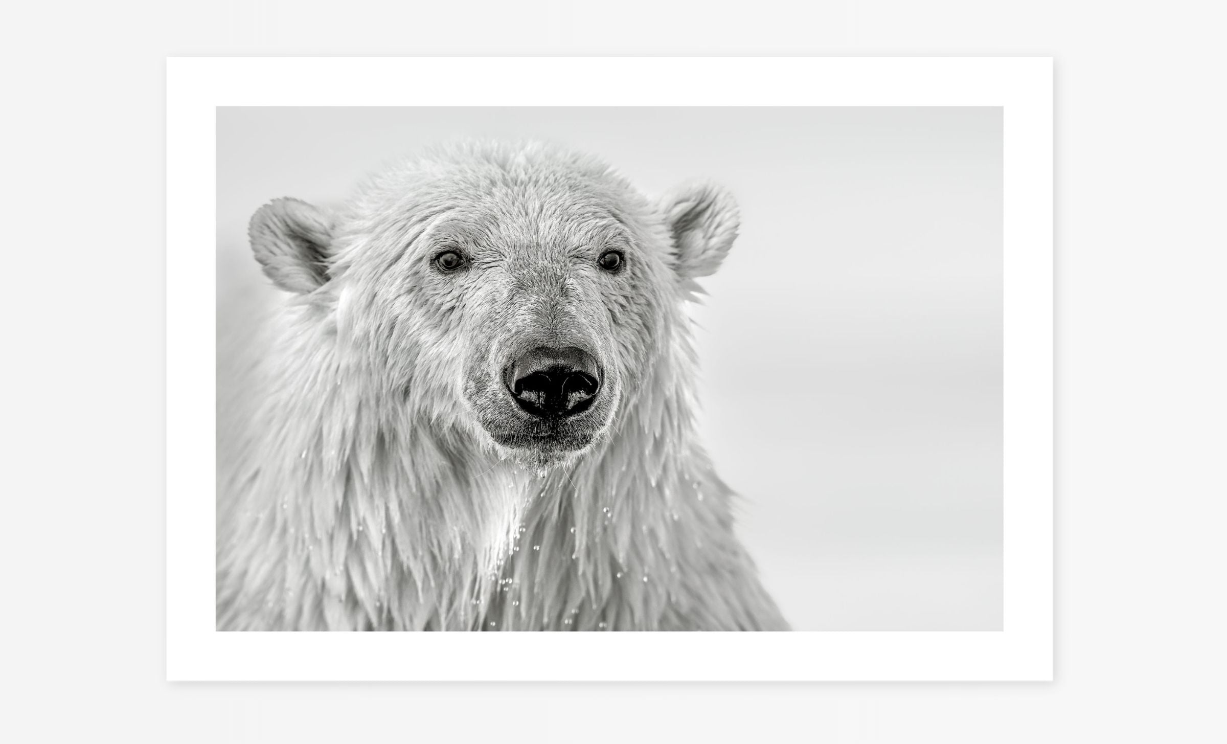 Portrait of a Bear