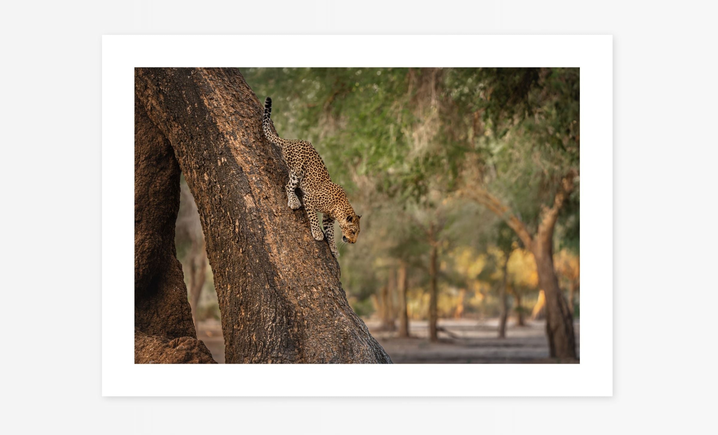 Valley of the Leopard