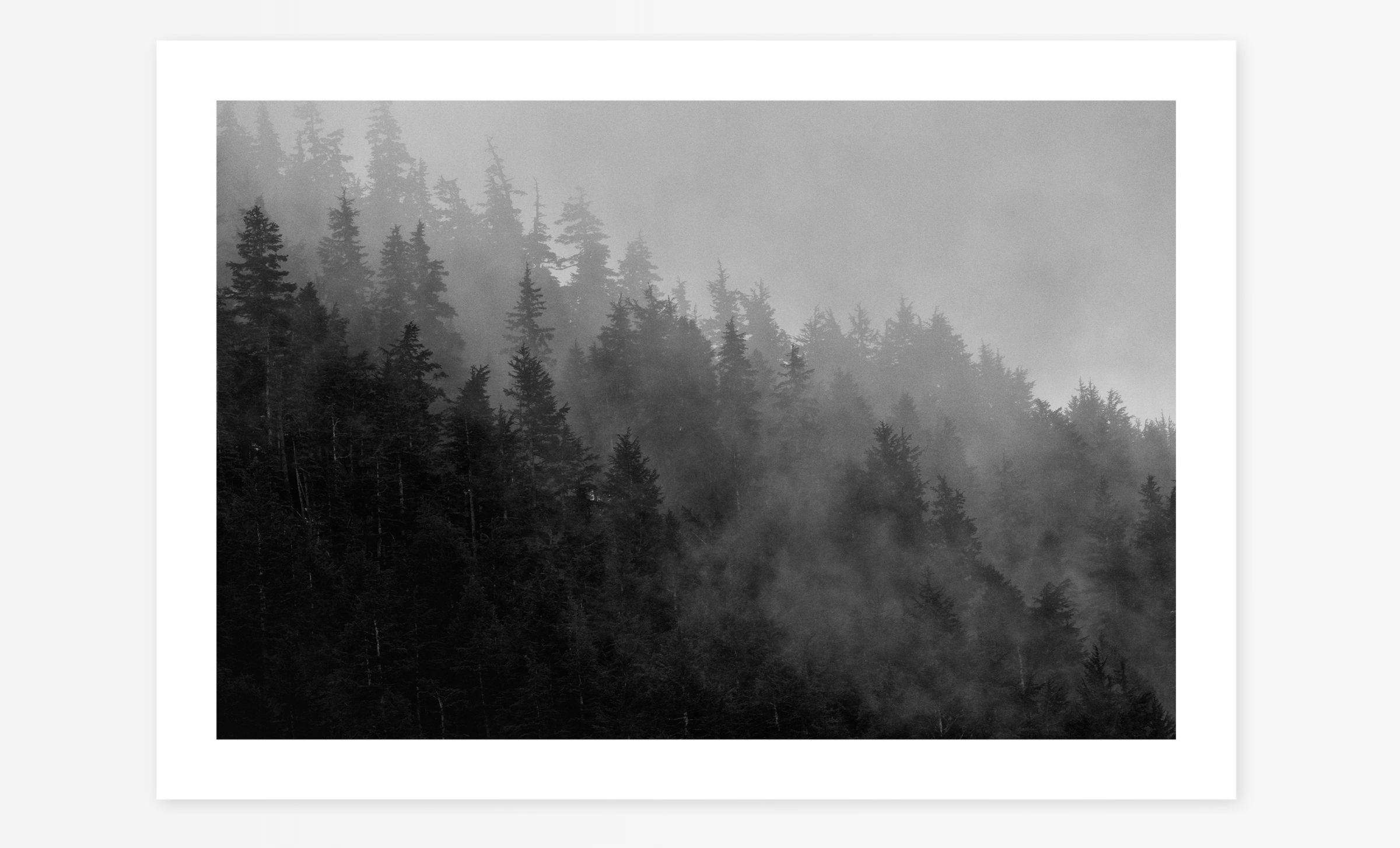 The Breath of the Forest