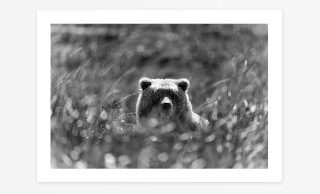 Bollywood Bear