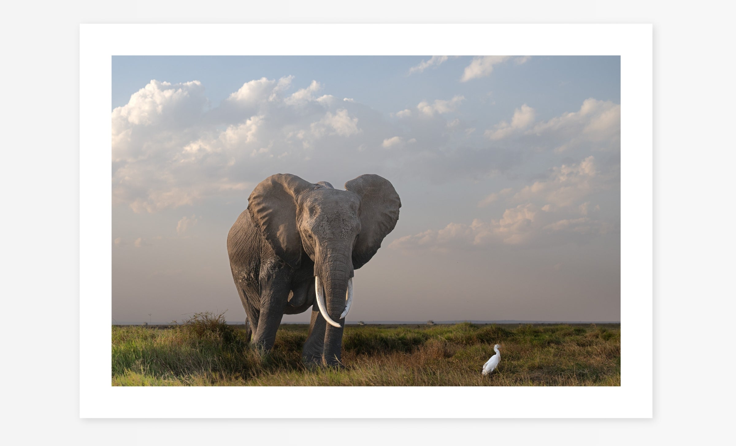 The Elephant & The Bird