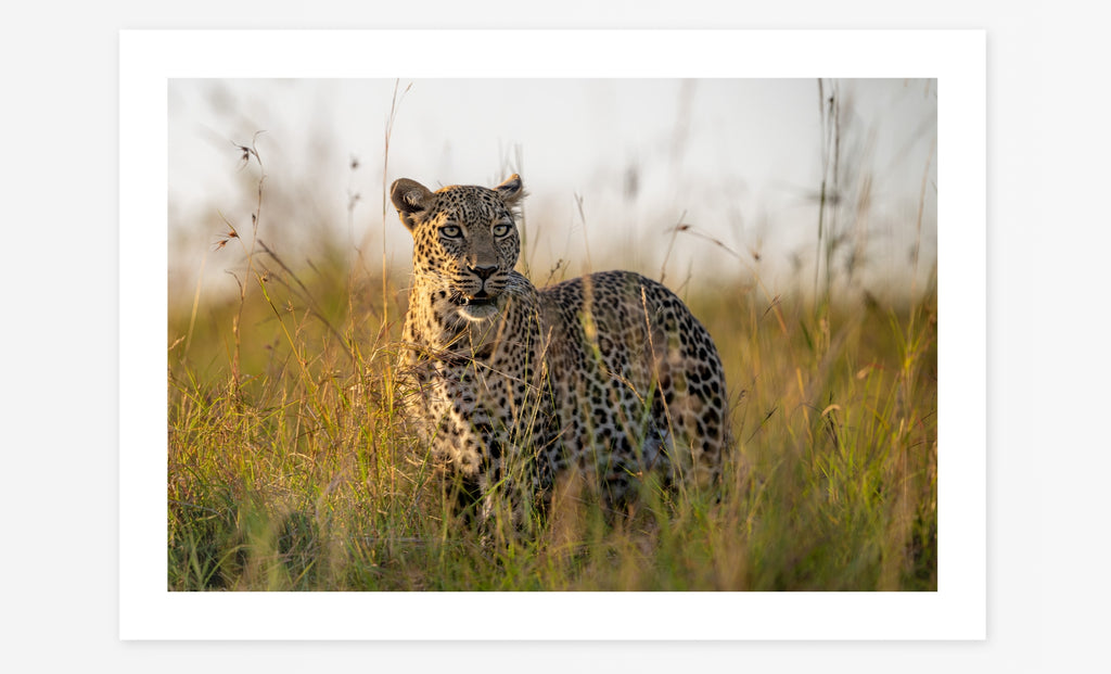 Mara Leopard