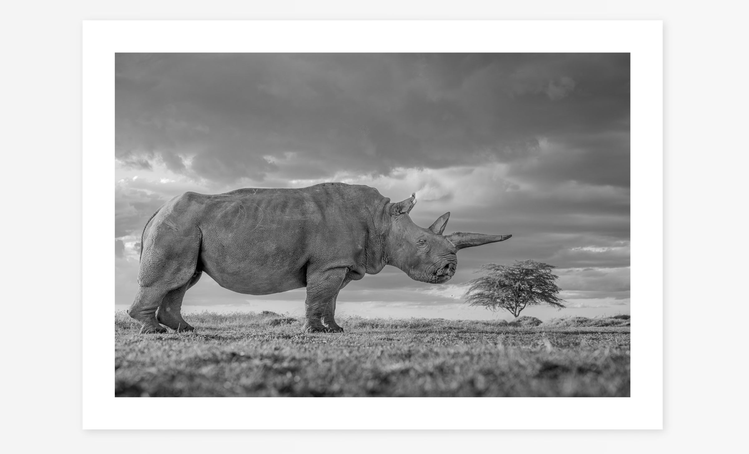 The Rhino & The Tree