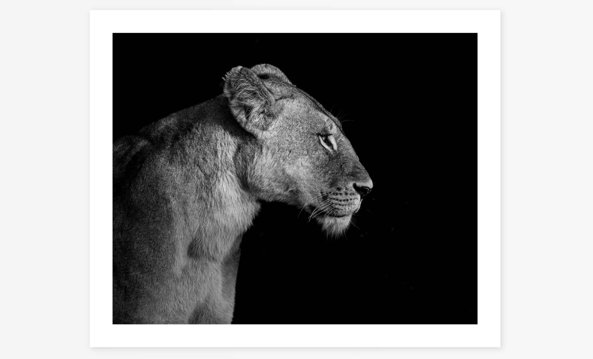 Mara Queen