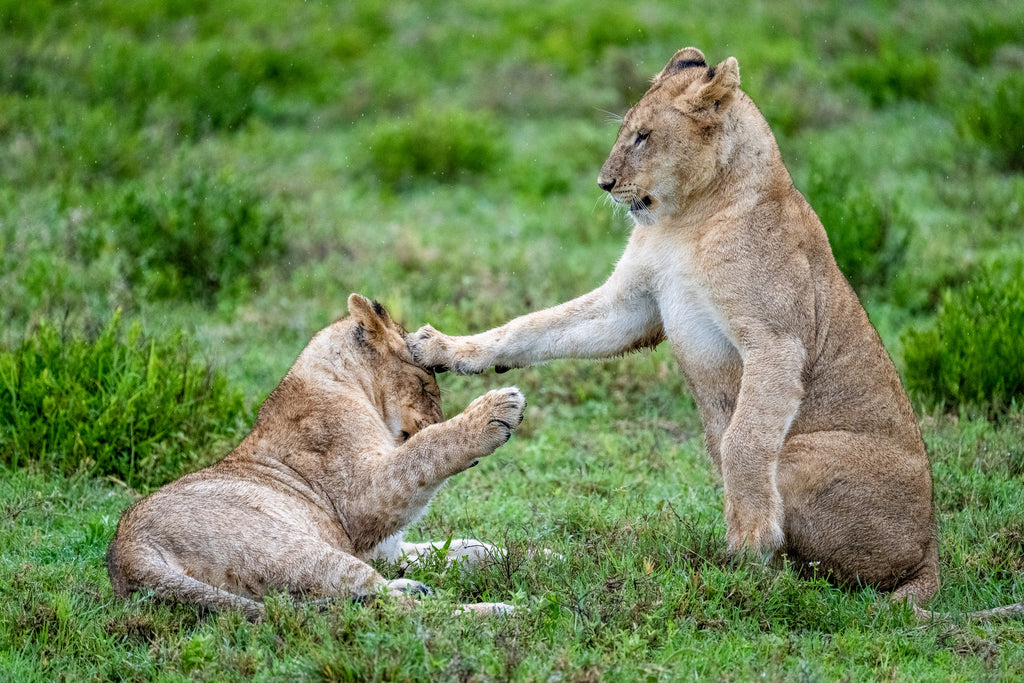 Rough & Tumble