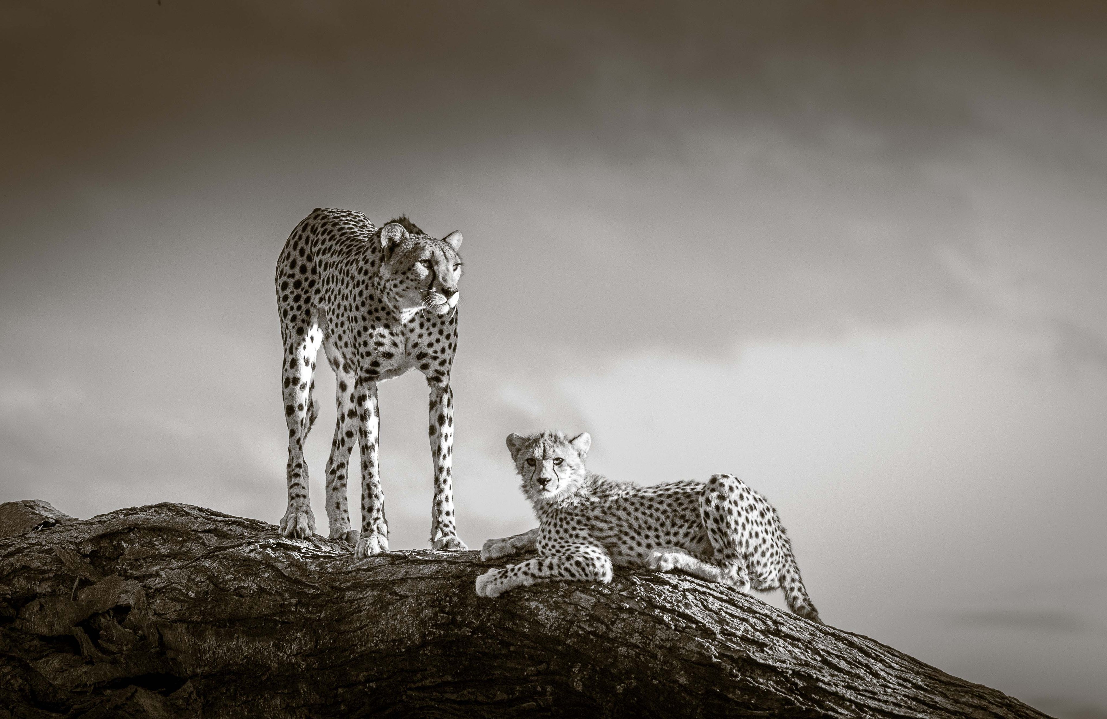 A Mother's Instinct