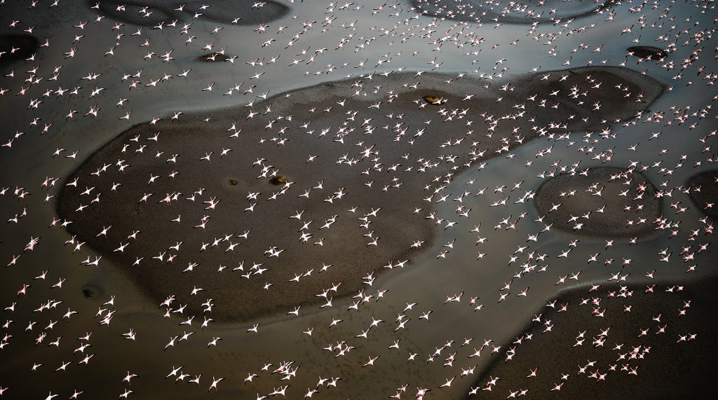 Flight of the Flamingos