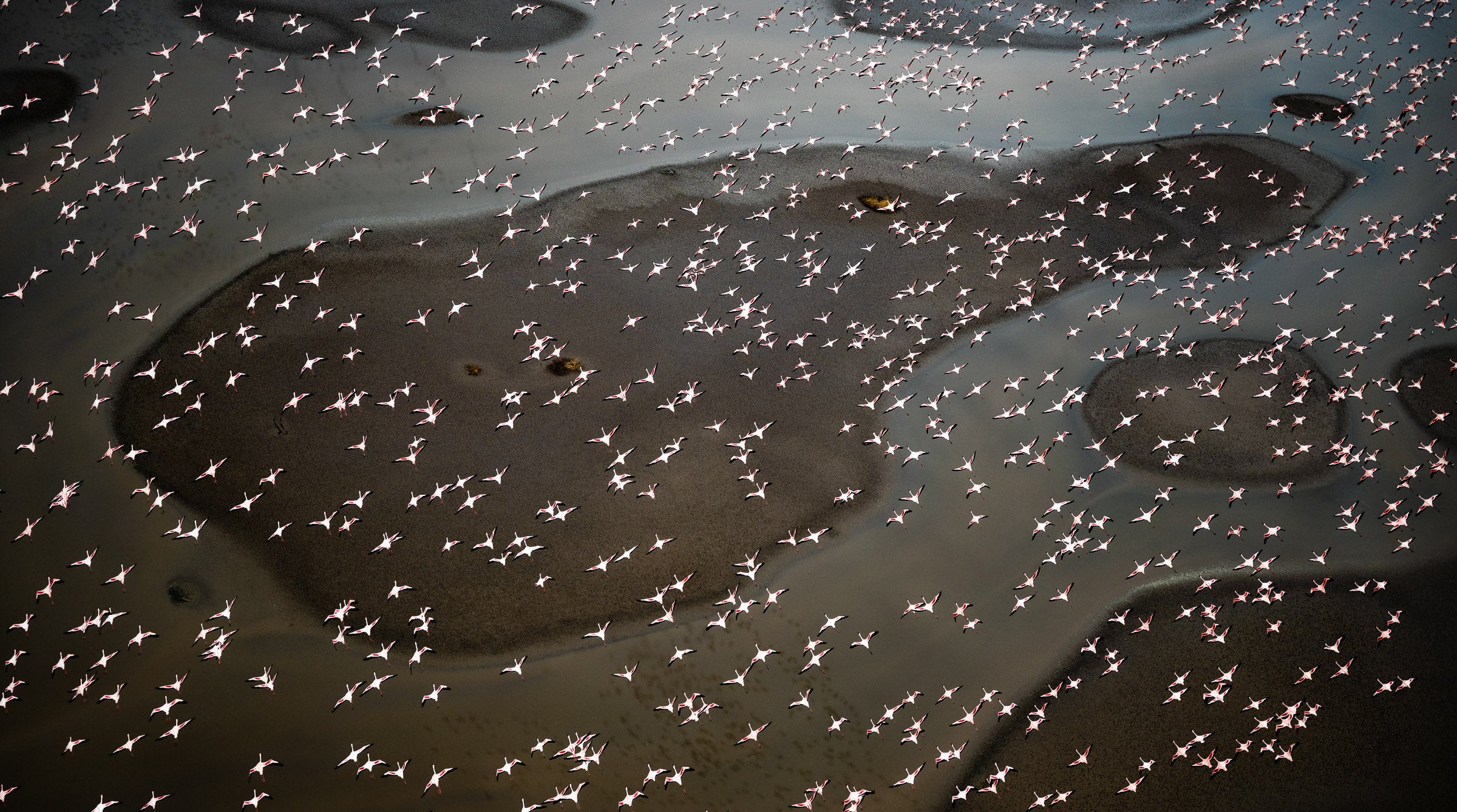 Flight of the Flamingos