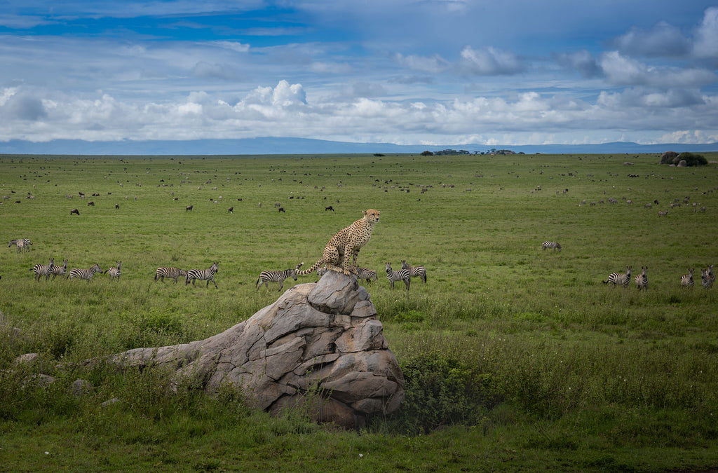 The Predator's Perch