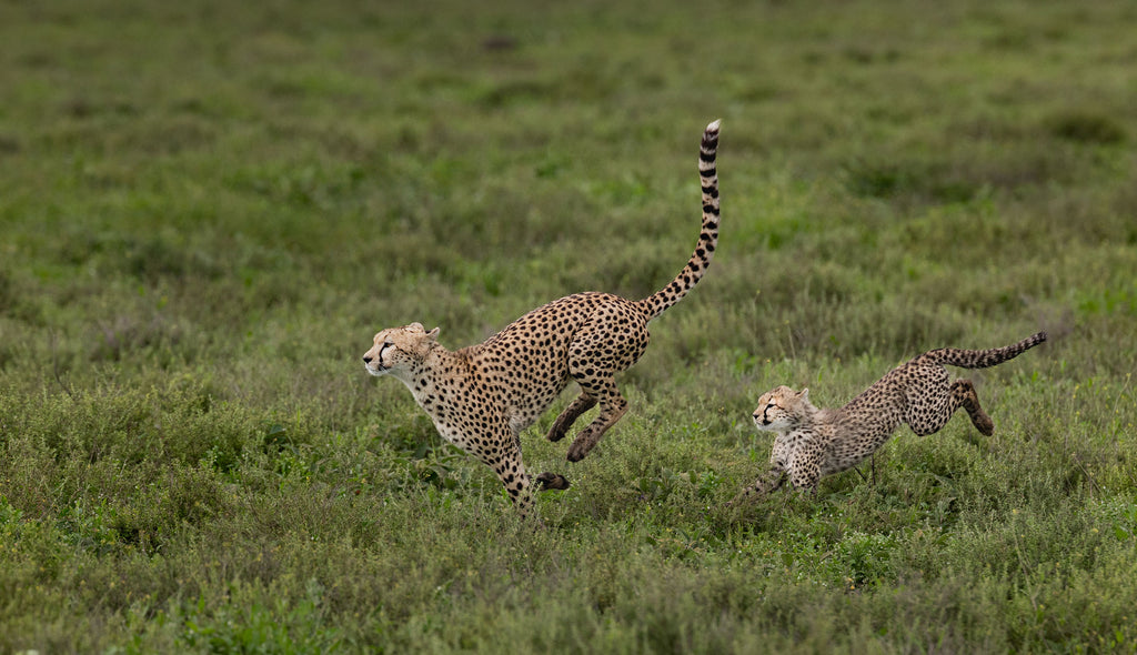 Hop, Skip and a Jump