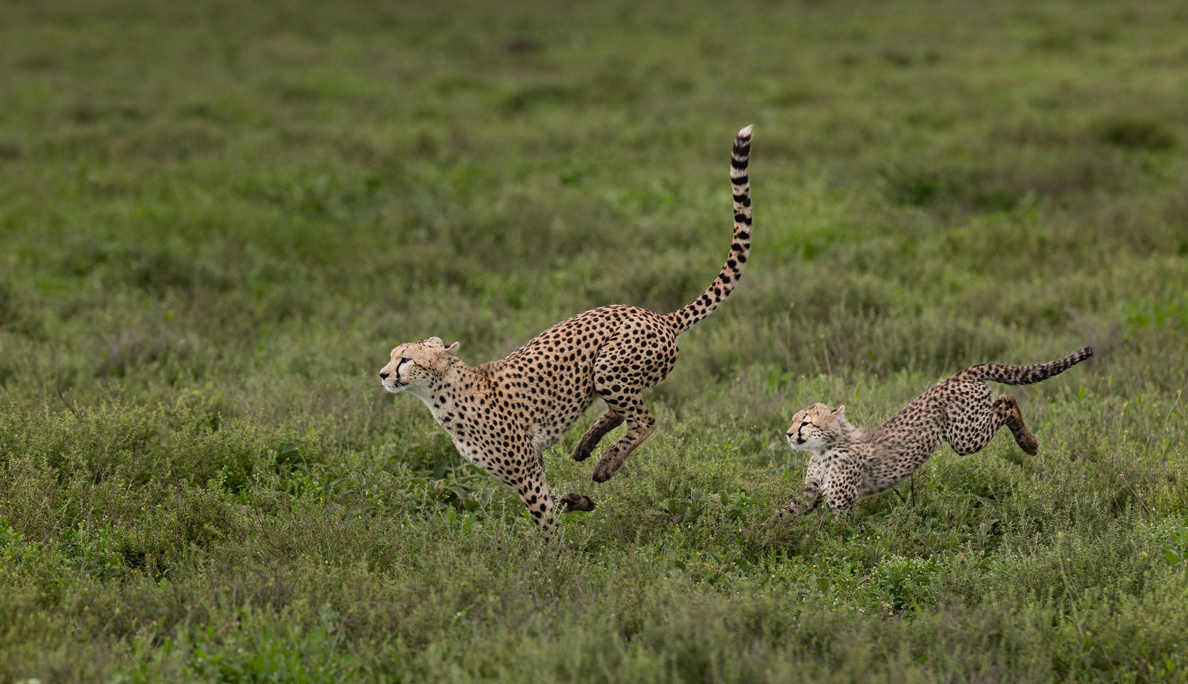 Hop, Skip and a Jump