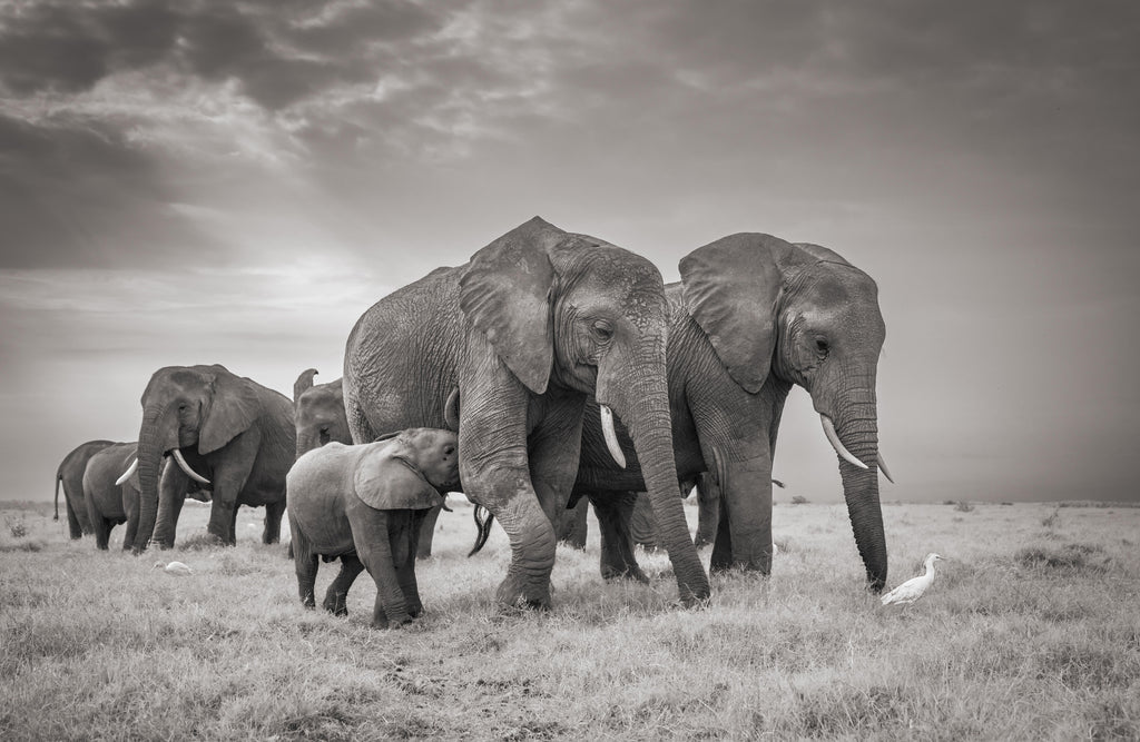 Elephant Family