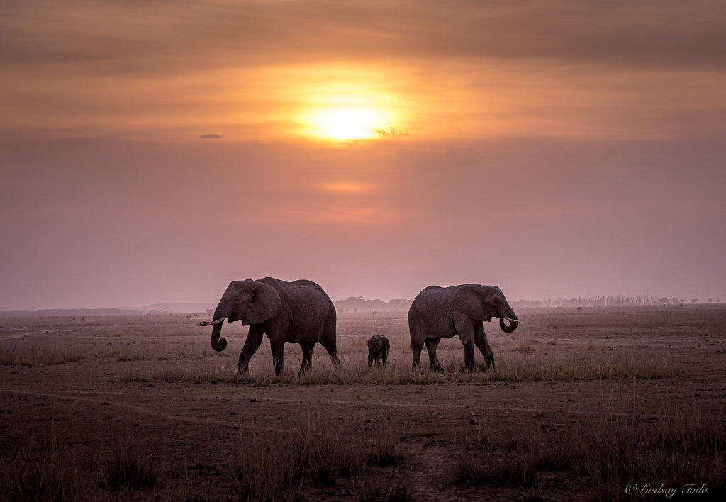 Amboseli Sunset