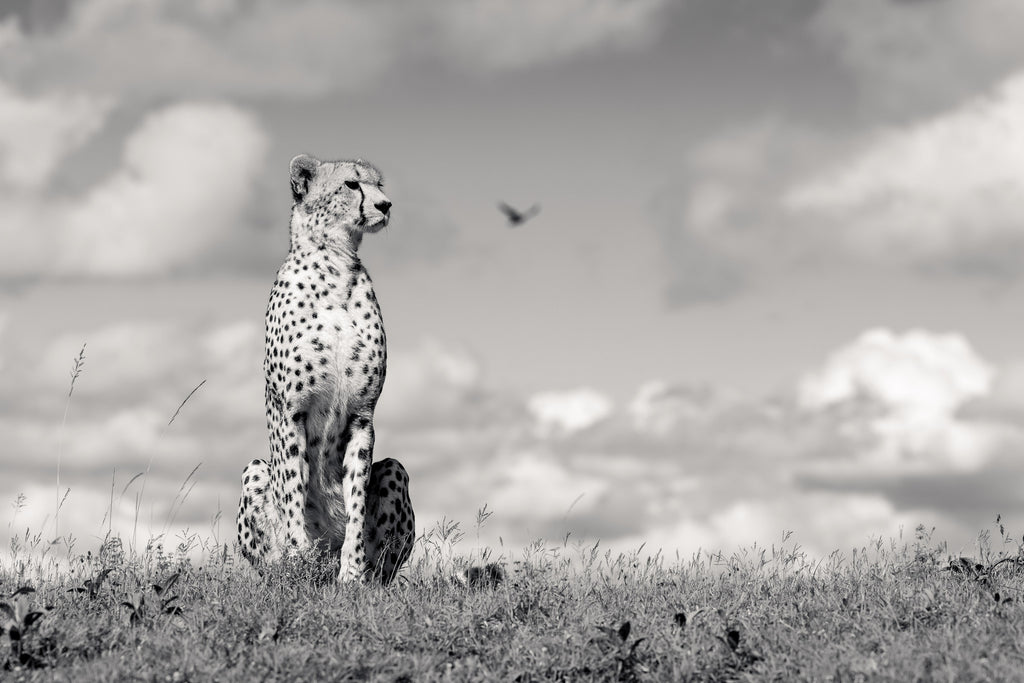 Queen of Namiri