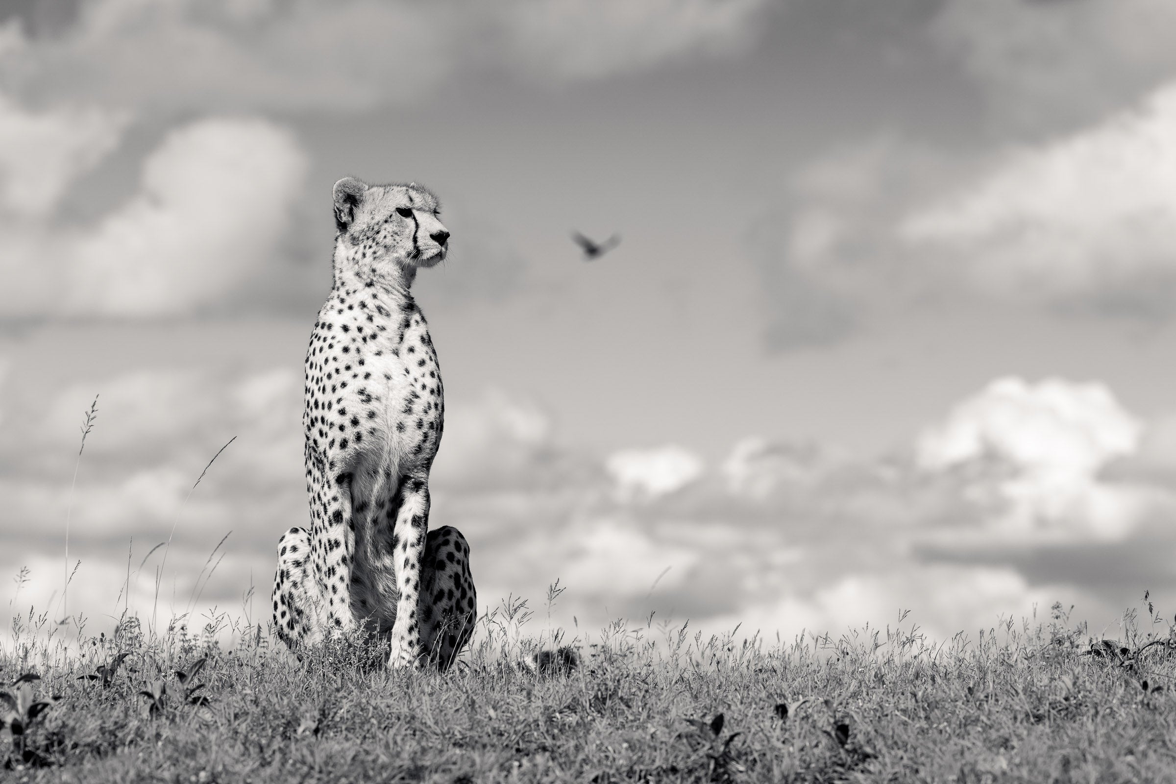 Queen of Namiri