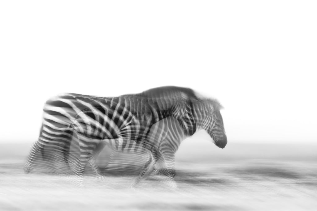 Racing Stripes