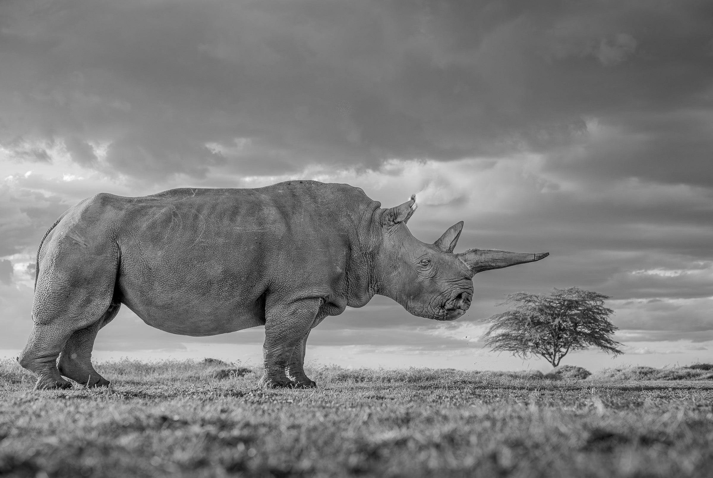 The Rhino & The Tree