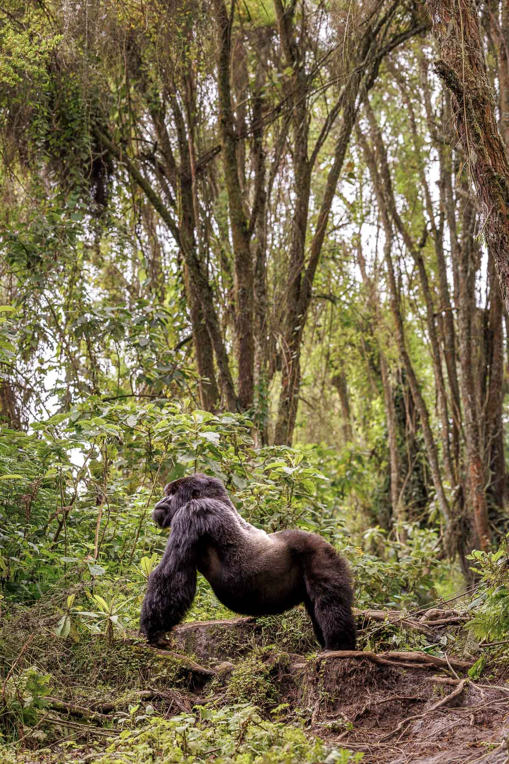 King of the Jungle