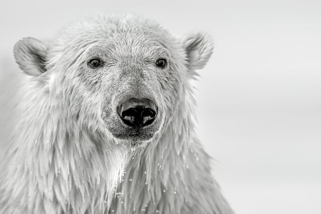 Portrait of a Bear