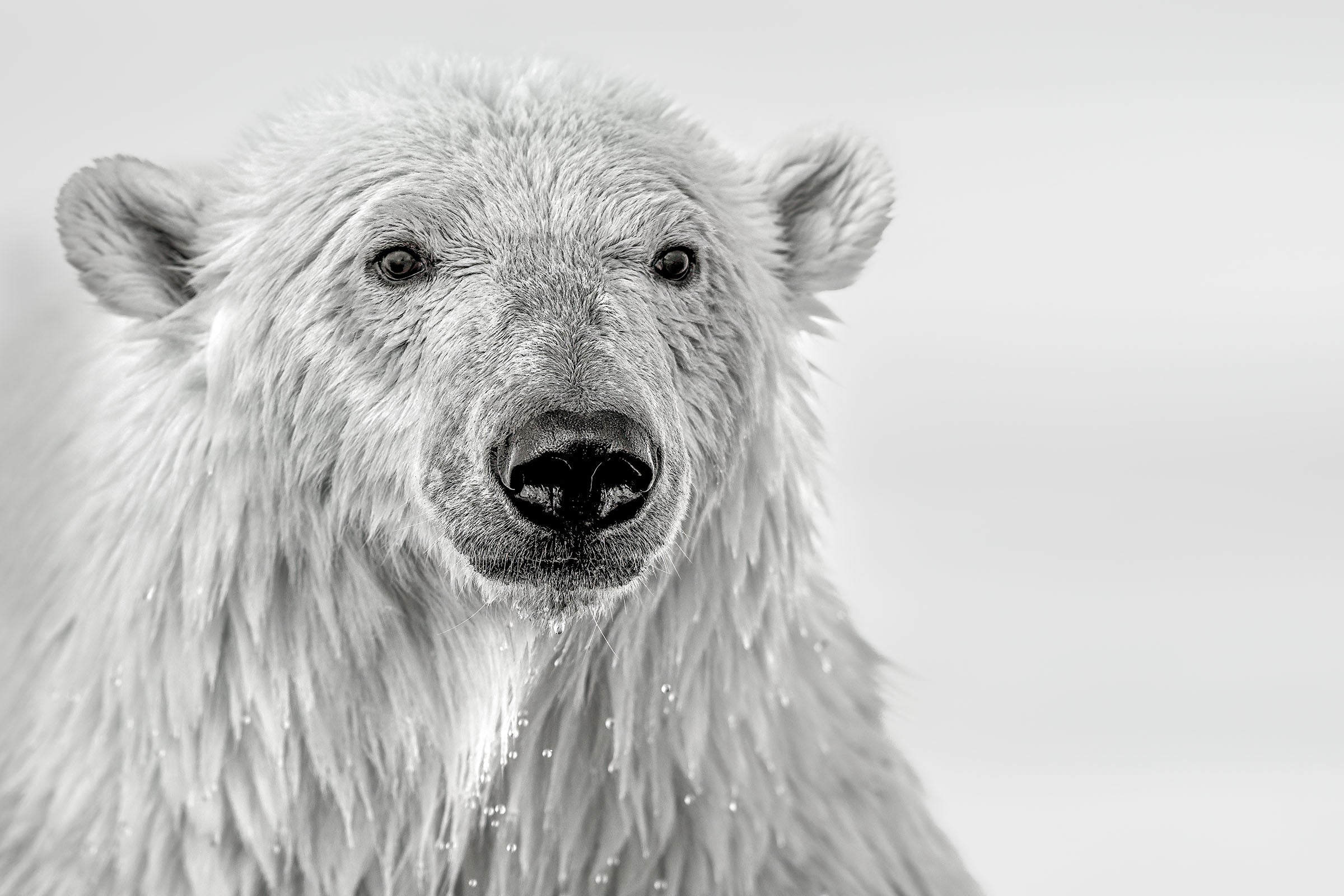 Portrait of a Bear