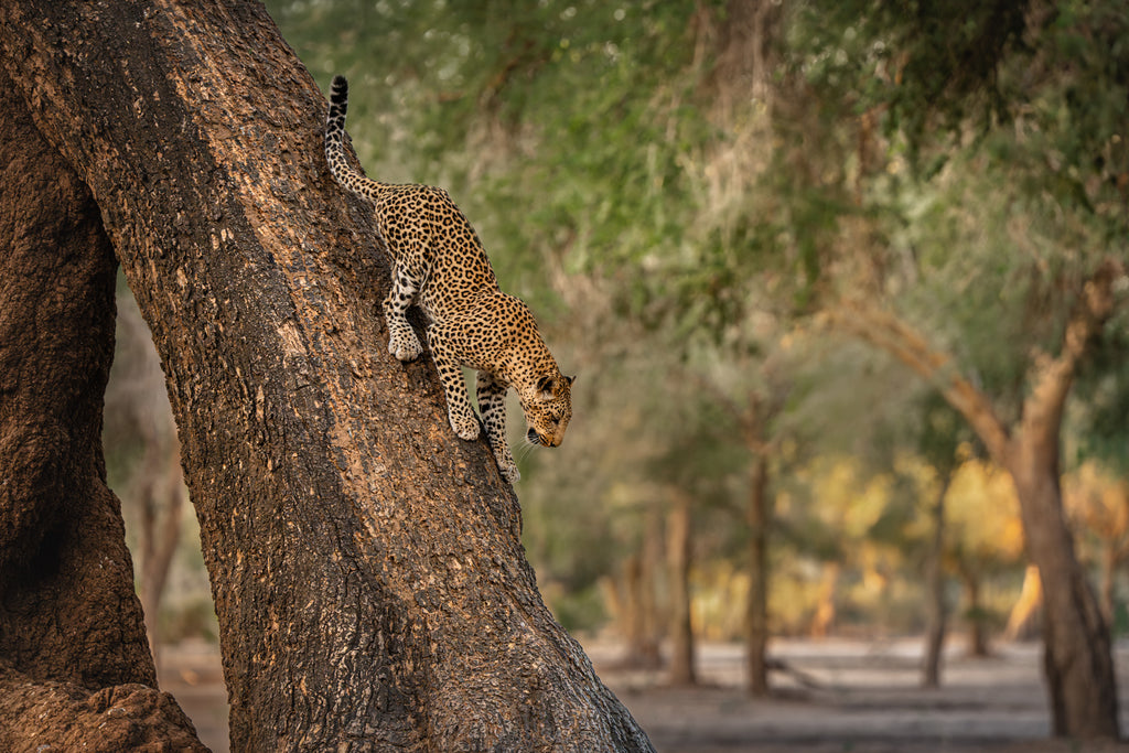 Valley of the Leopard