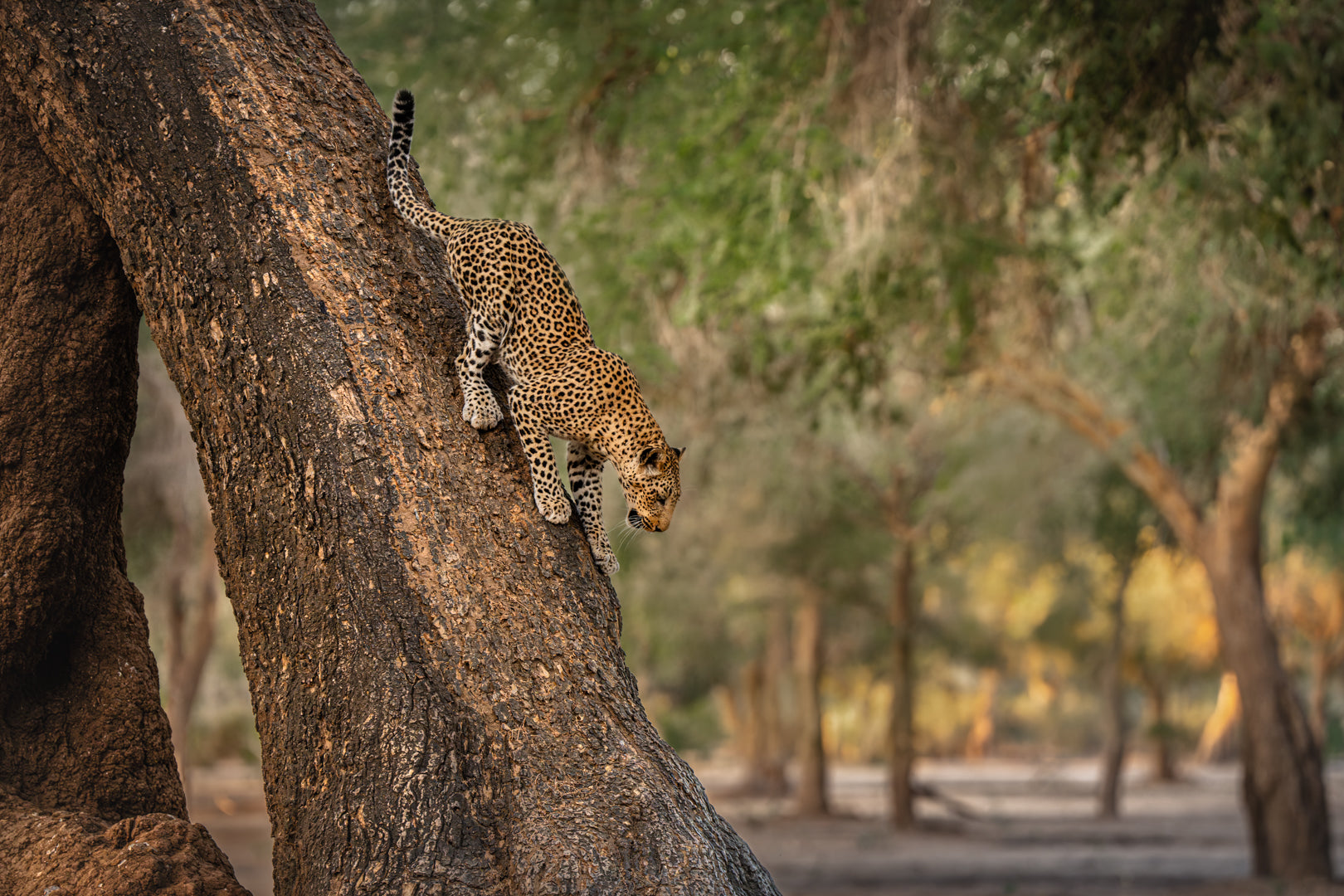 Valley of the Leopard