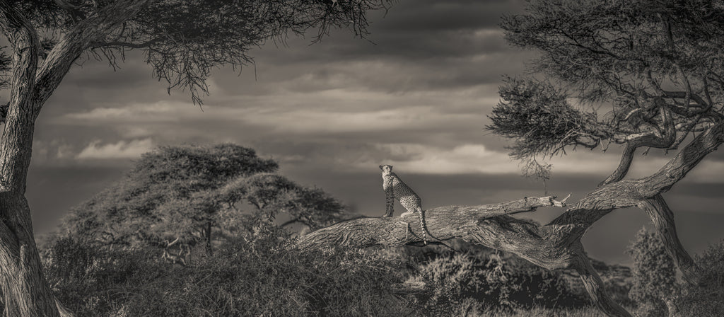 Through Amboseli Shadows