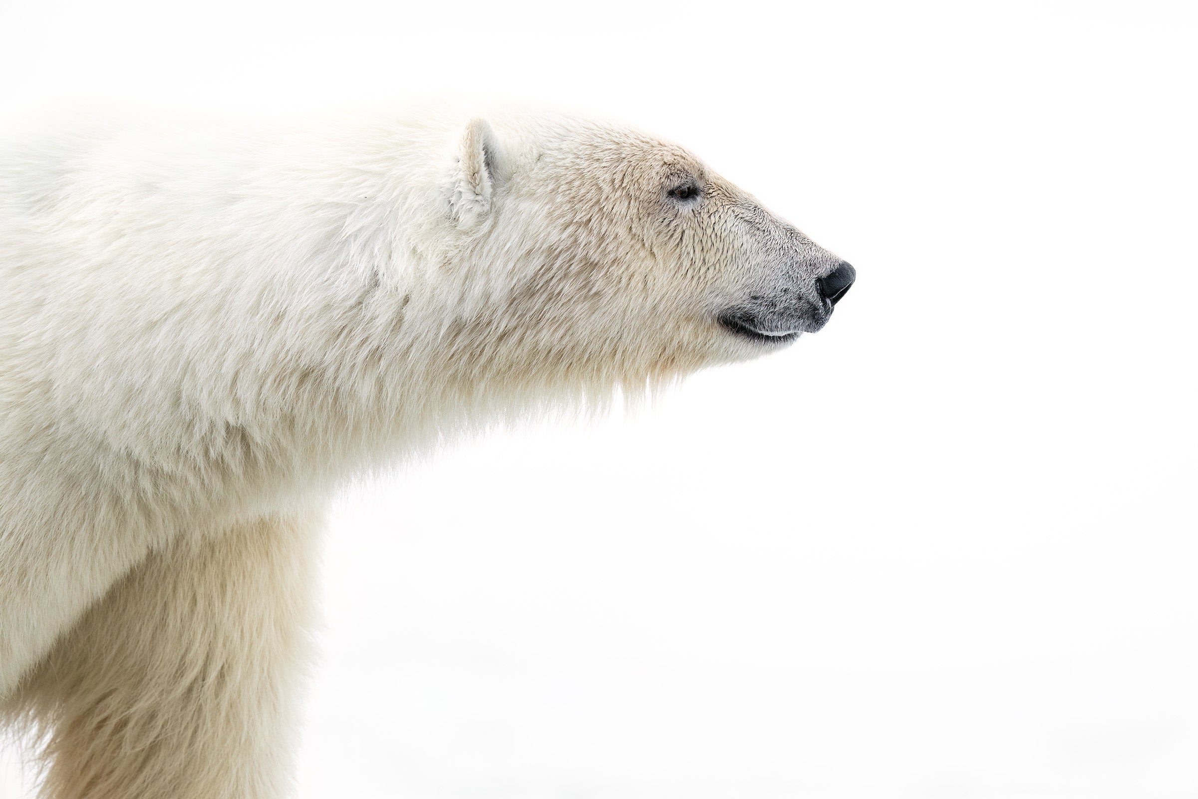 White Bear