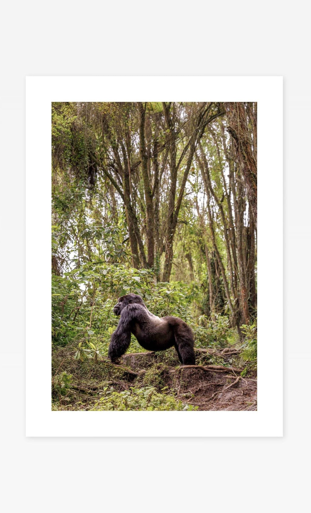King of the Jungle