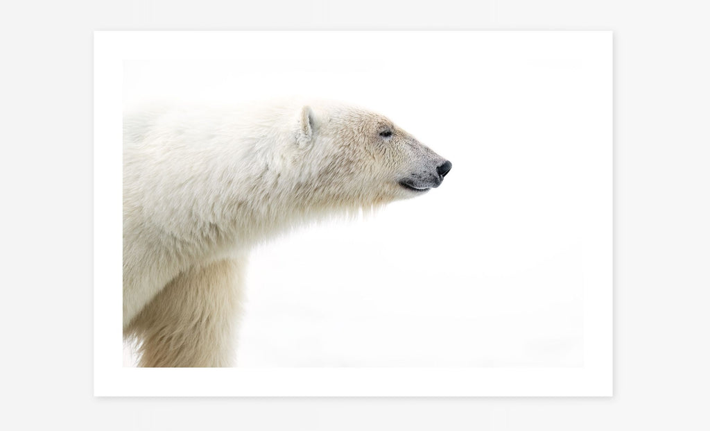 White Bear