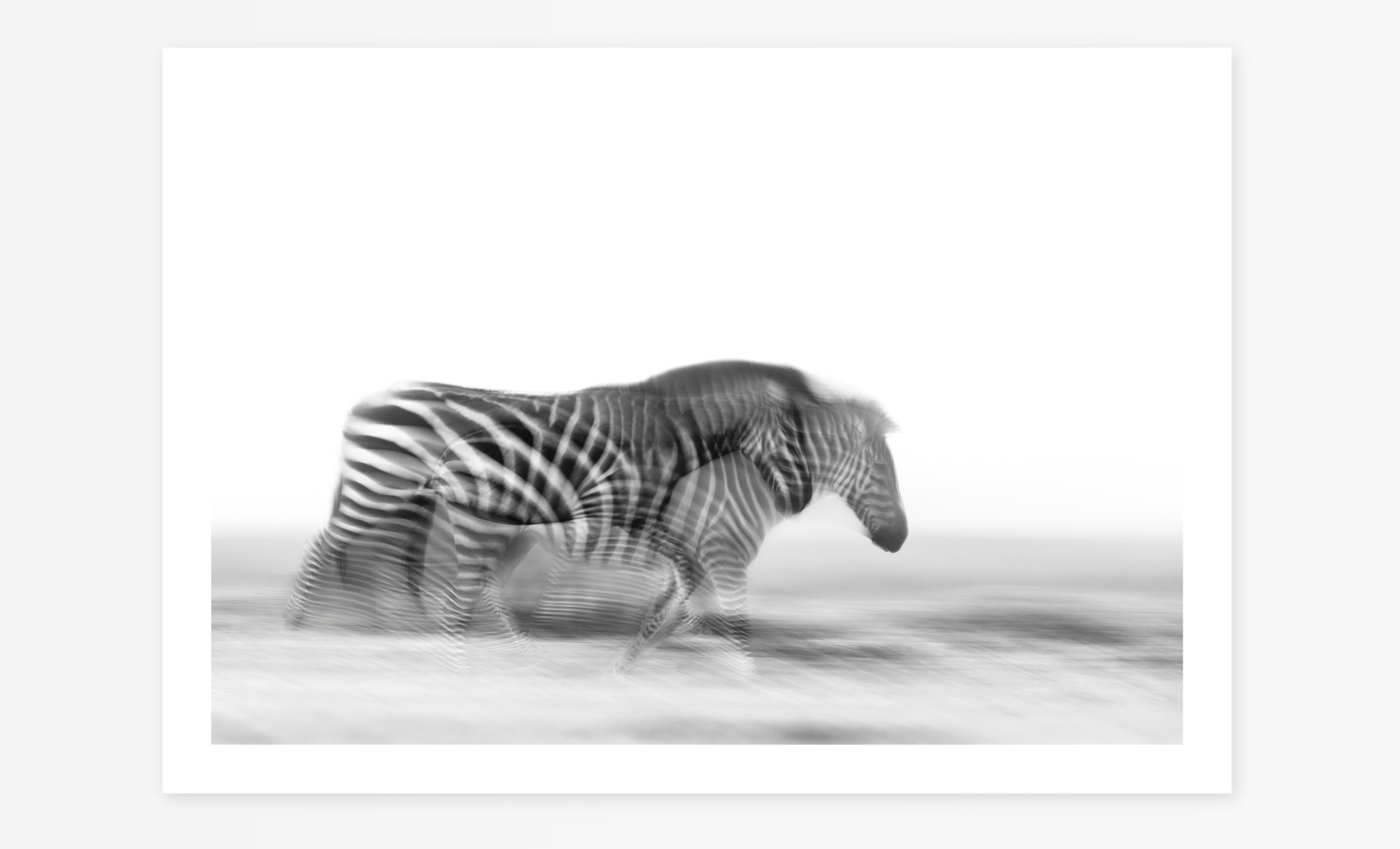 Racing Stripes