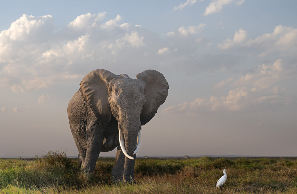 The Elephant & The Bird