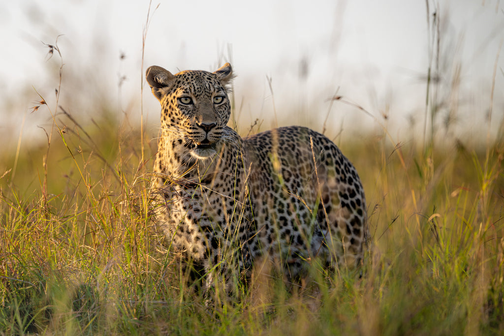 Mara Leopard
