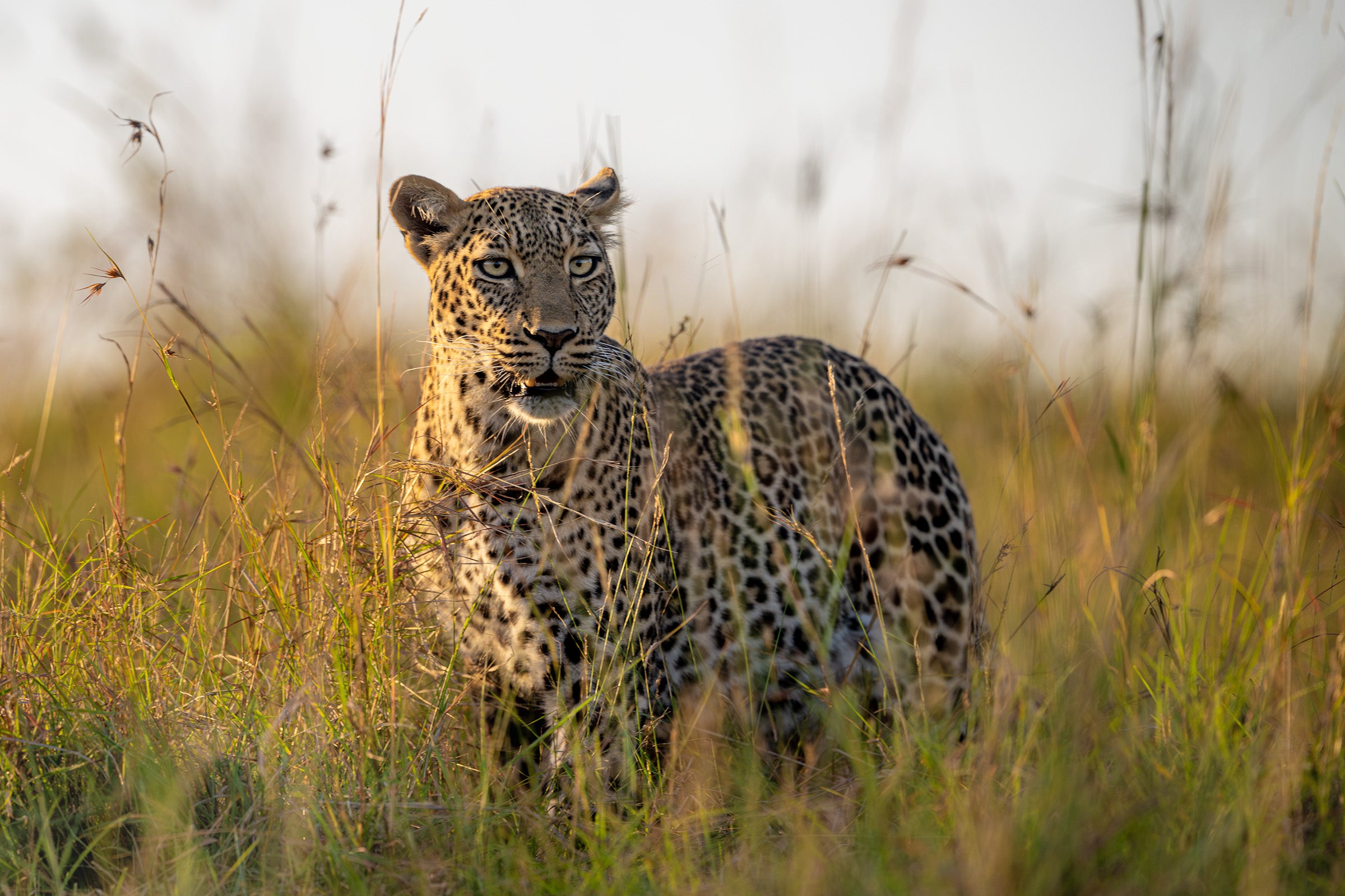 Mara Leopard